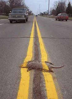 roadkill.webp