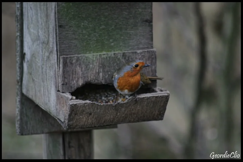 Robin.webp