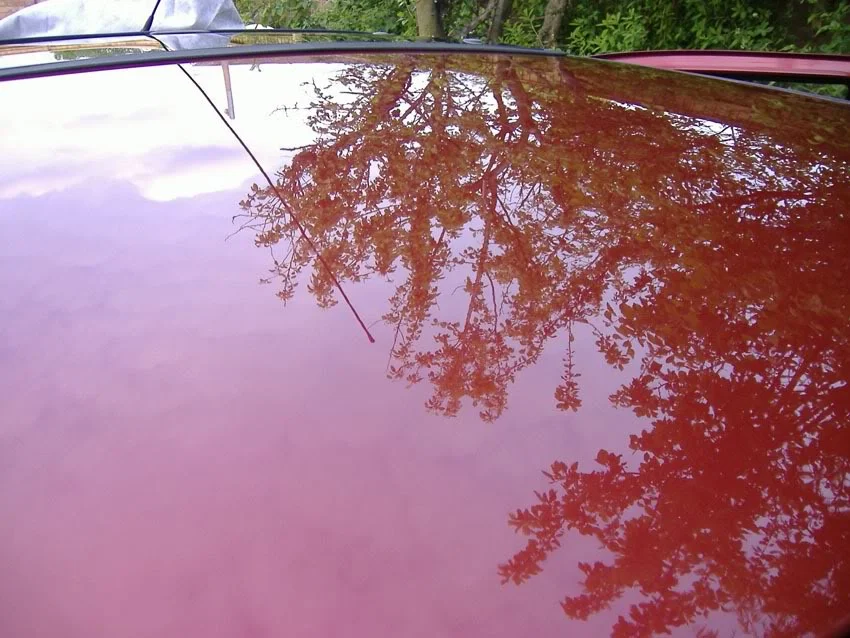 rooftree.webp