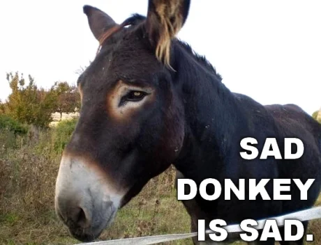 sad-donkey.webp