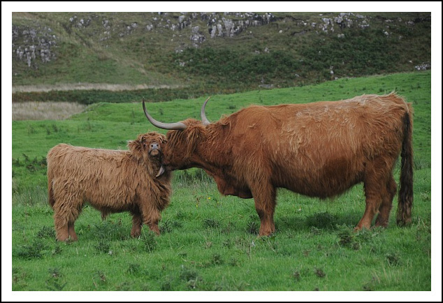 scot09l.jpg