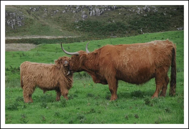 scot09l.webp