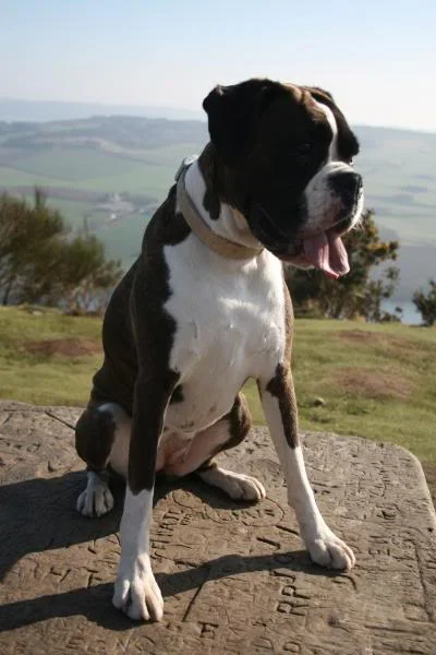 Scotland09017.webp