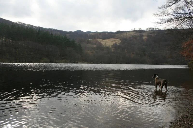 Scotland09044.webp