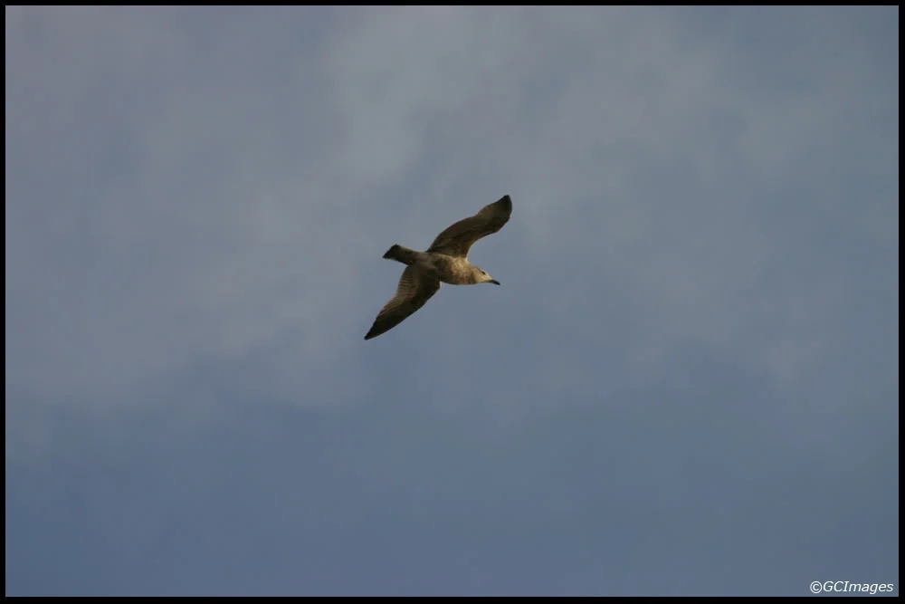 Seagullinflight.webp