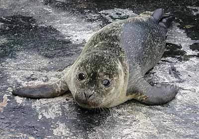 seal.webp