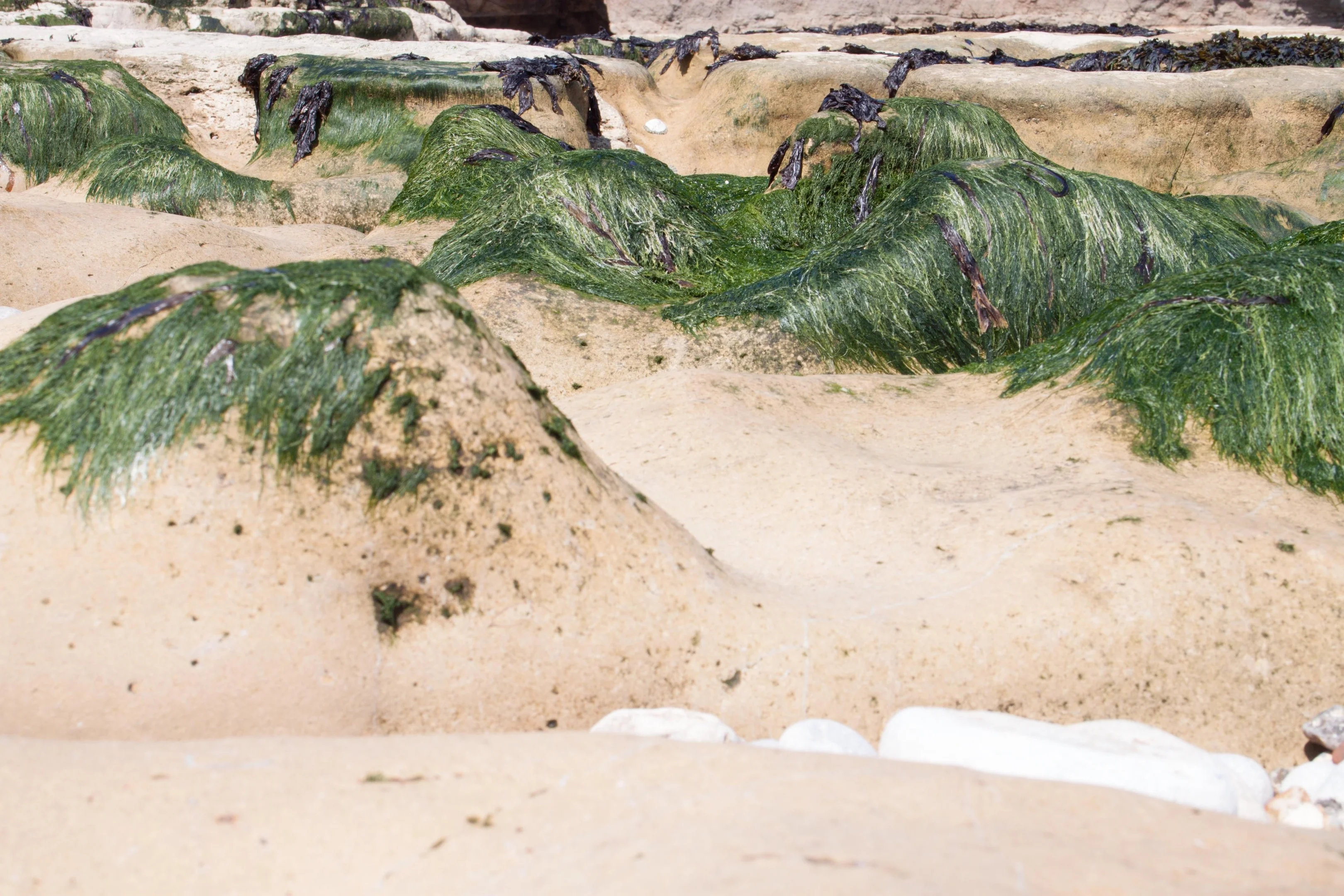 Seaweed Valley.webp