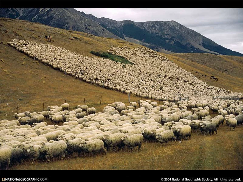 sheep.webp