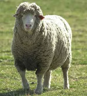 sheep.webp