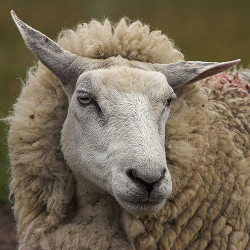 sheep1.webp