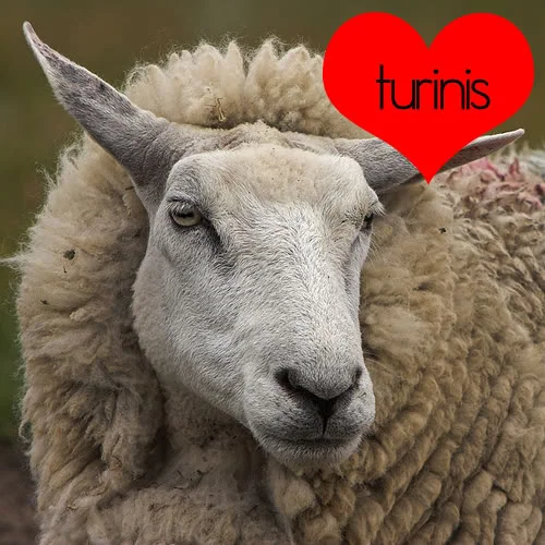 sheep1copy.webp