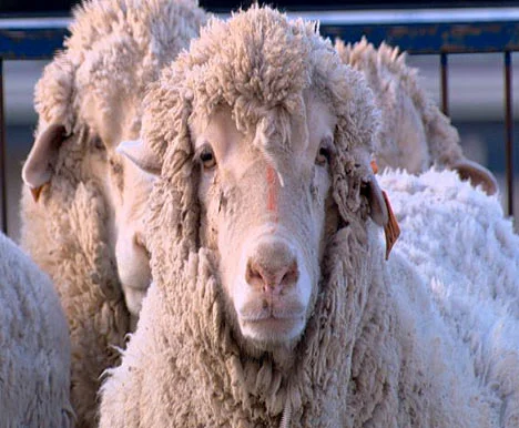 sheep240307_486x386.webp