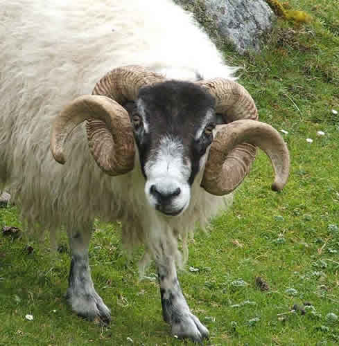 sheep_blackfaced_ram1.jpg