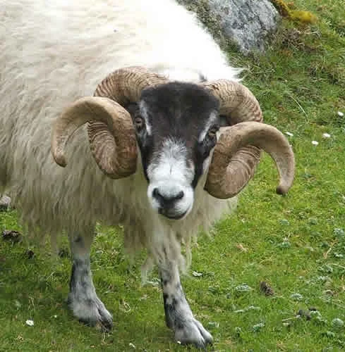 sheep_blackfaced_ram1.webp