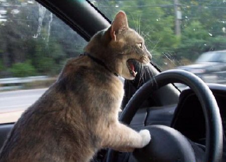 silly-cat-driving-car-cartoon-drawing.jpg