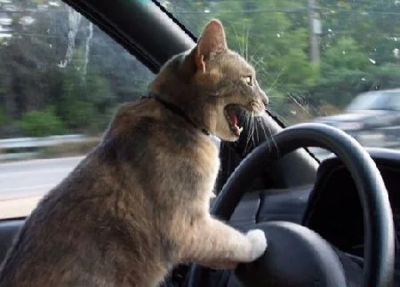 silly-cat-driving-car-cartoon-drawing.webp