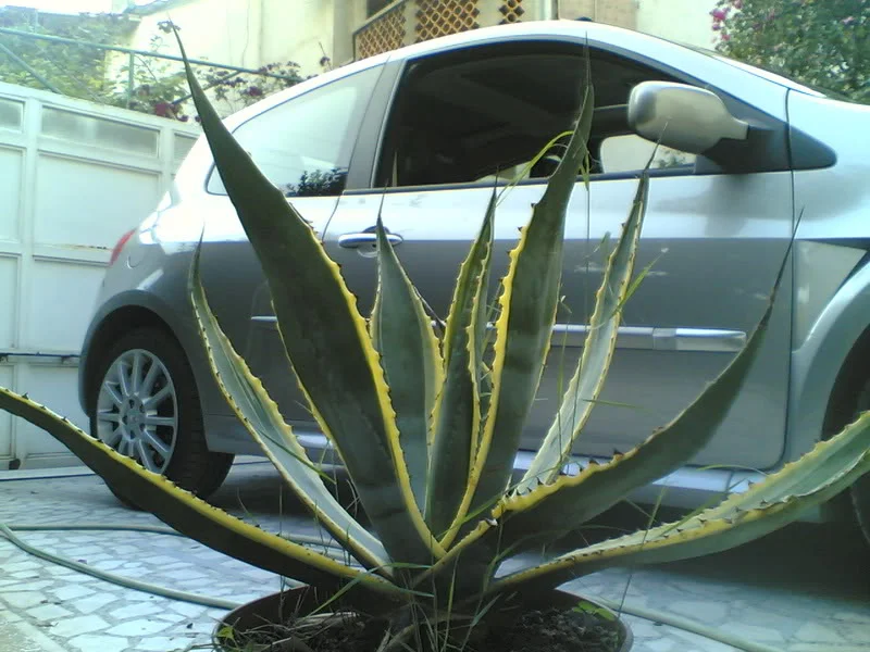 Slika999.webp