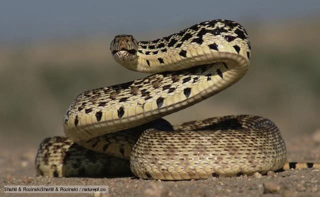snake_1.webp