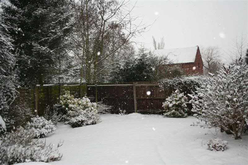 snow008Medium.webp
