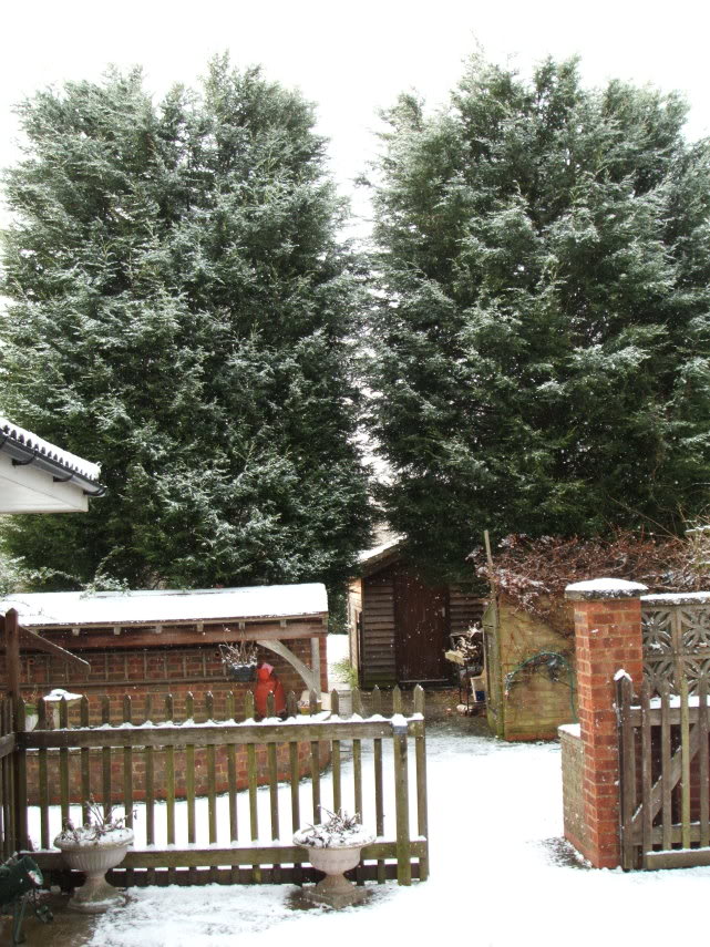snow1.jpg