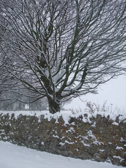 Snowytreeandwall500.jpg