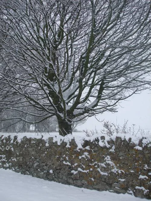 Snowytreeandwall500.webp