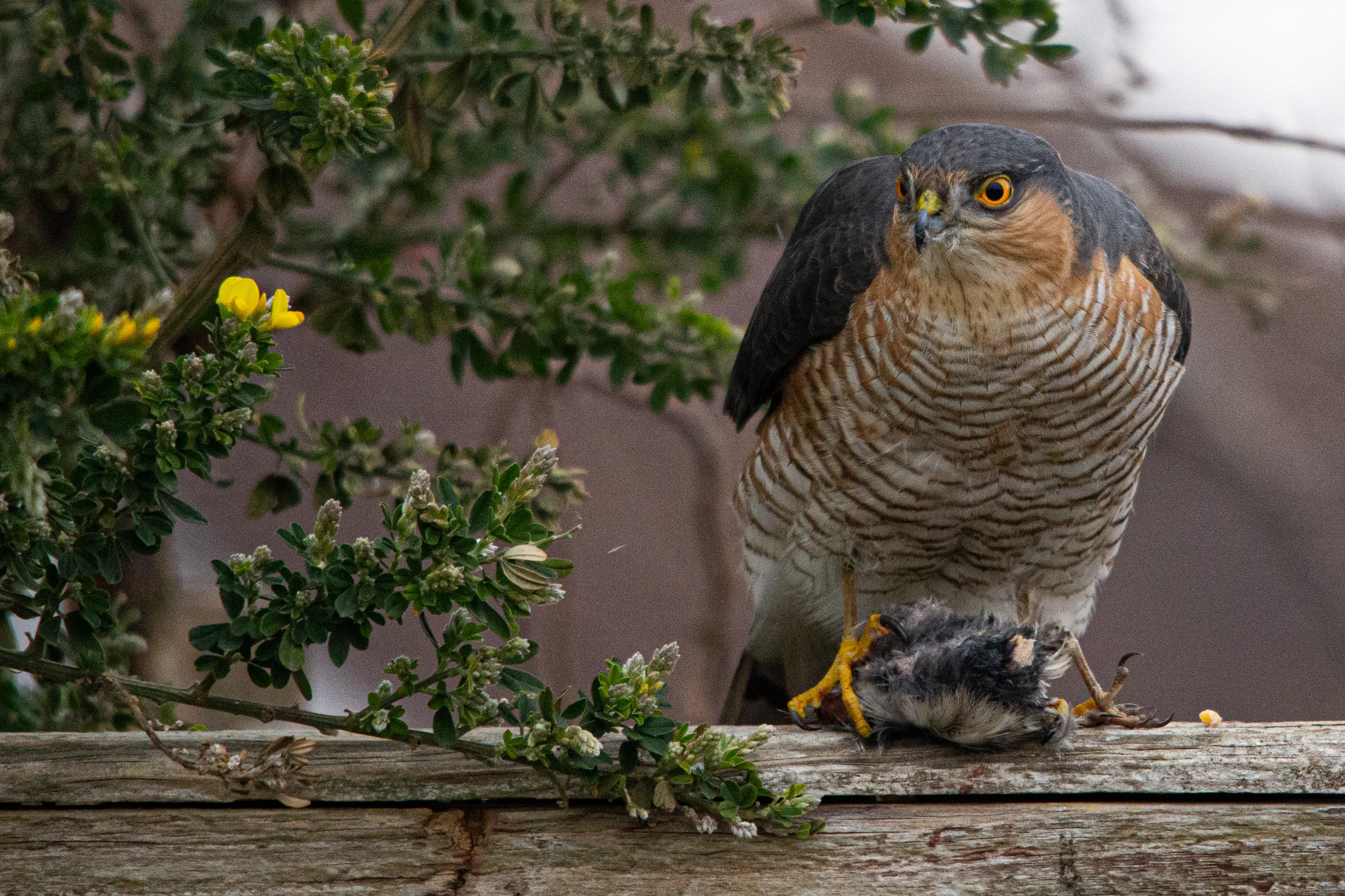Sparrow Hawk-3.webp