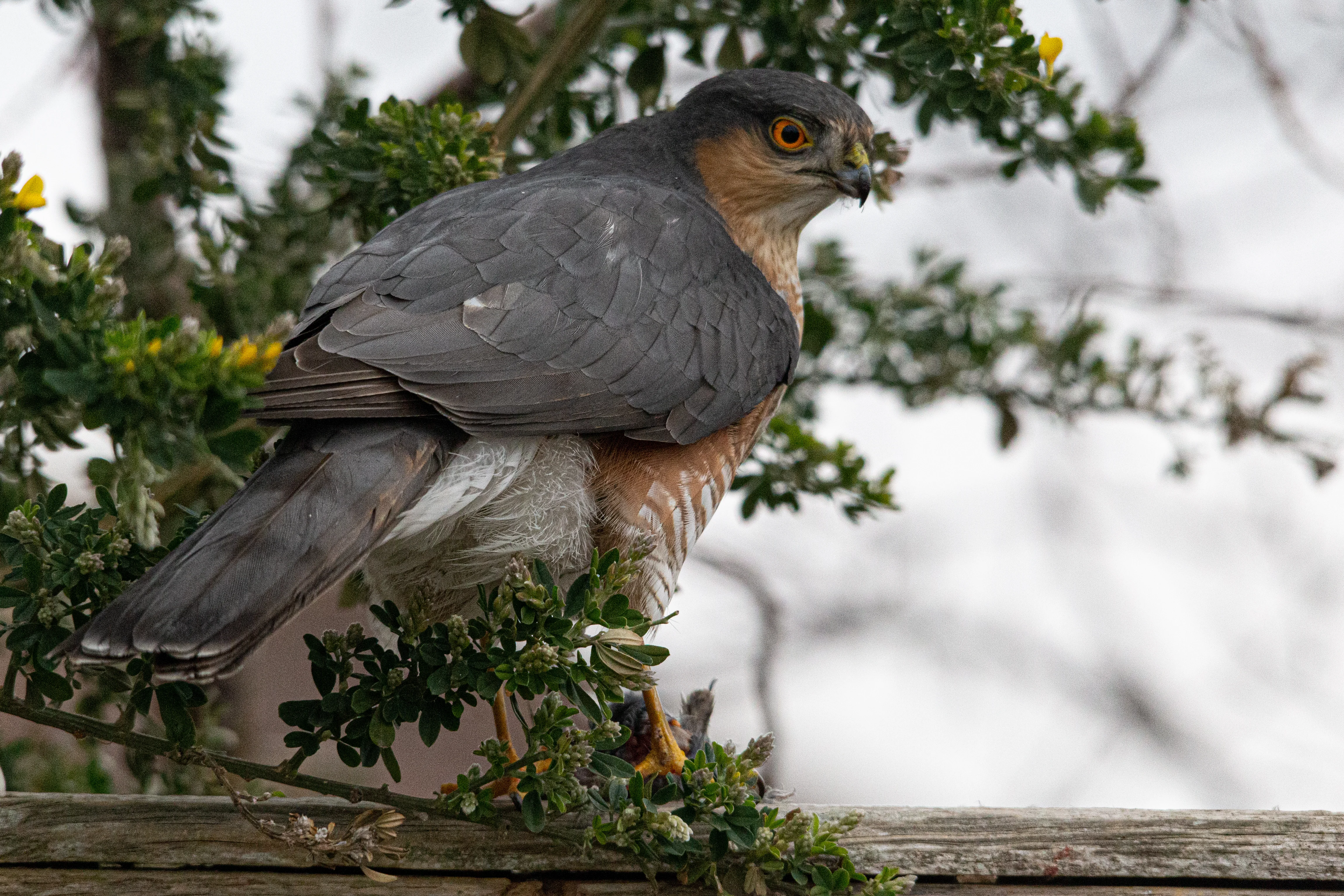 Sparrow Hawk.webp