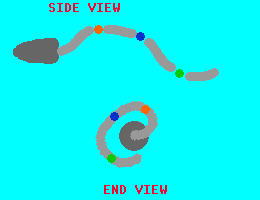 spermmot.gif
