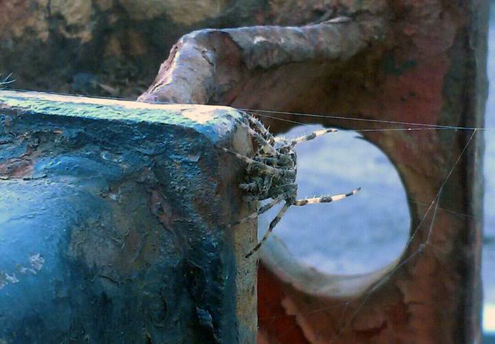 spider.jpg