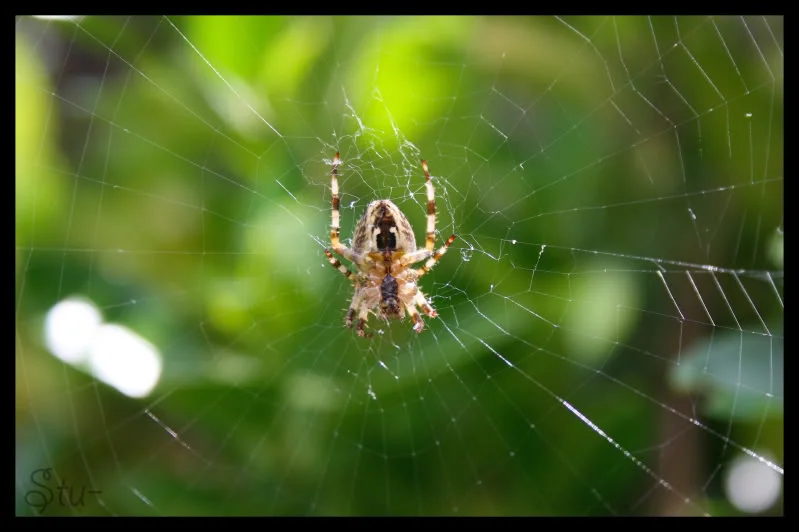 Spider.webp