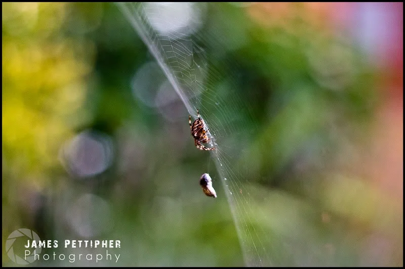 spider1.webp