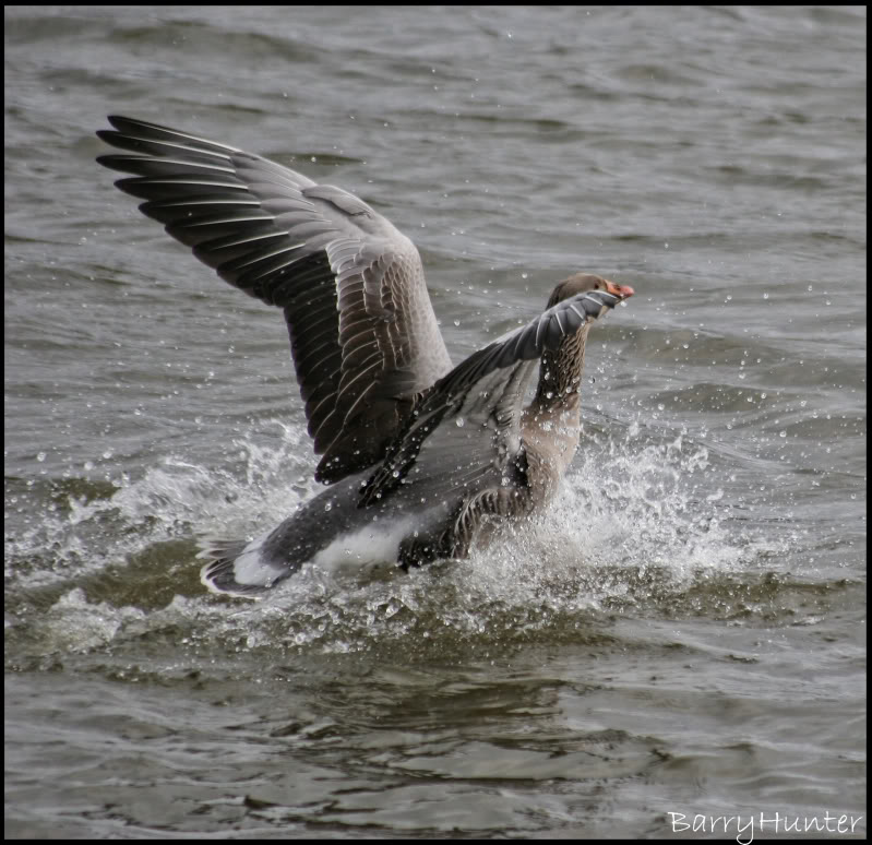 Splash-landing.jpg