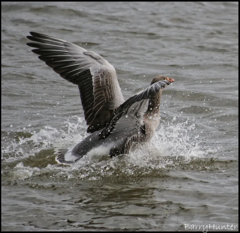 Splash-landing.webp
