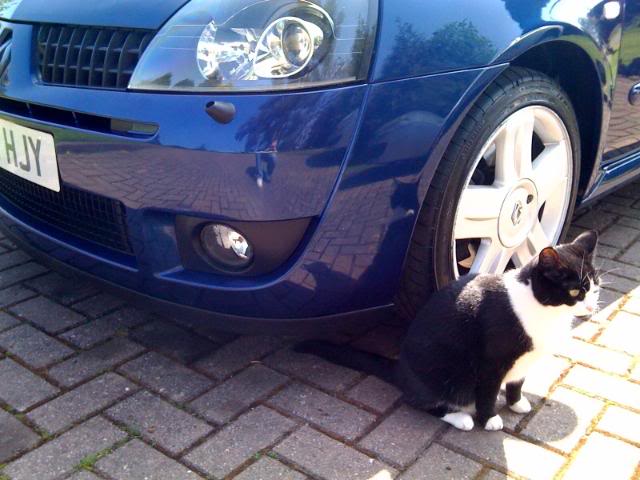 splitterandcat.jpg splitterandcat.jpg