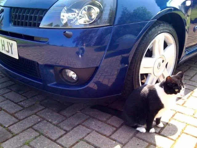 splitterandcat.webp