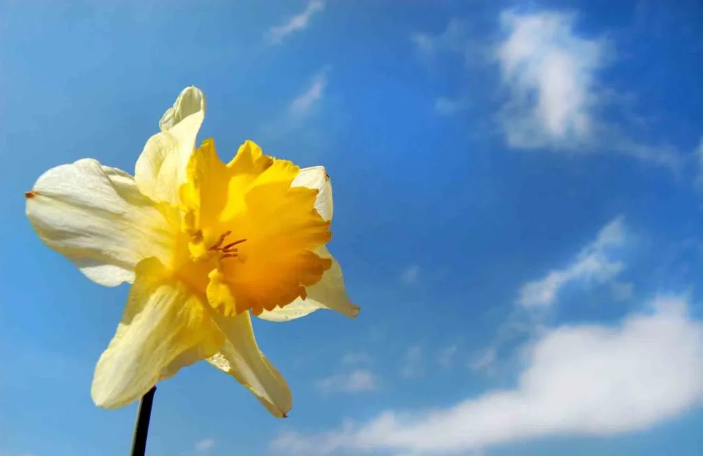 spring.webp