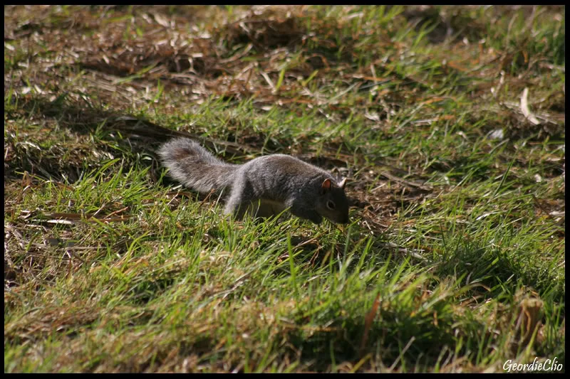 squirrel.webp