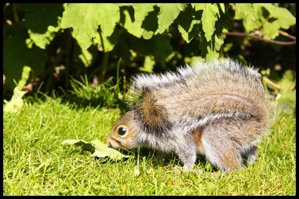 squirrel.webp