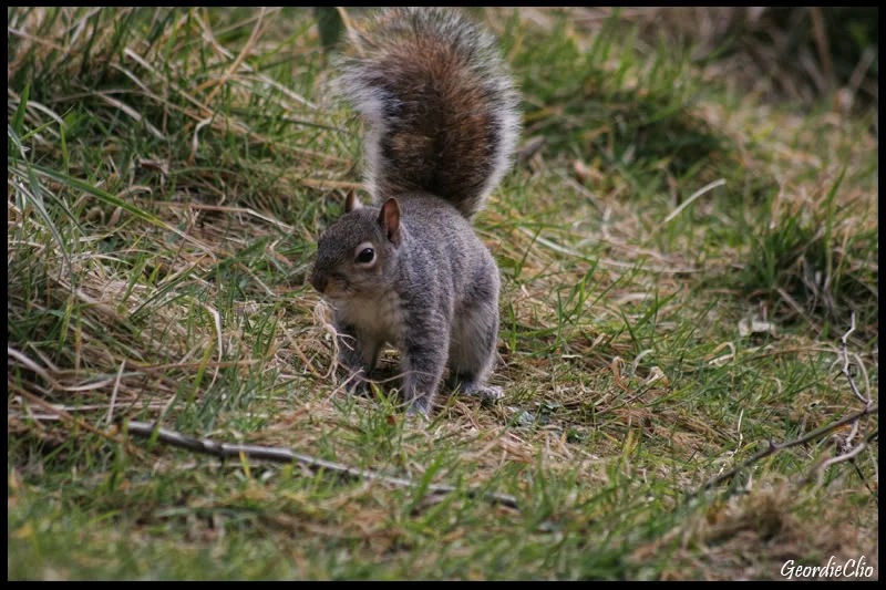 squirrelcrawling.webp