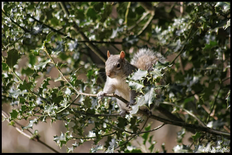 squirrelintree.jpg