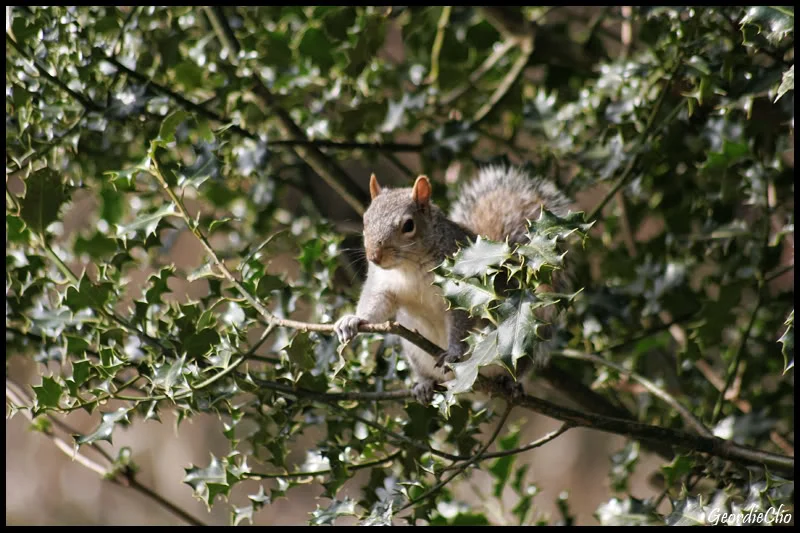 squirrelintree.webp
