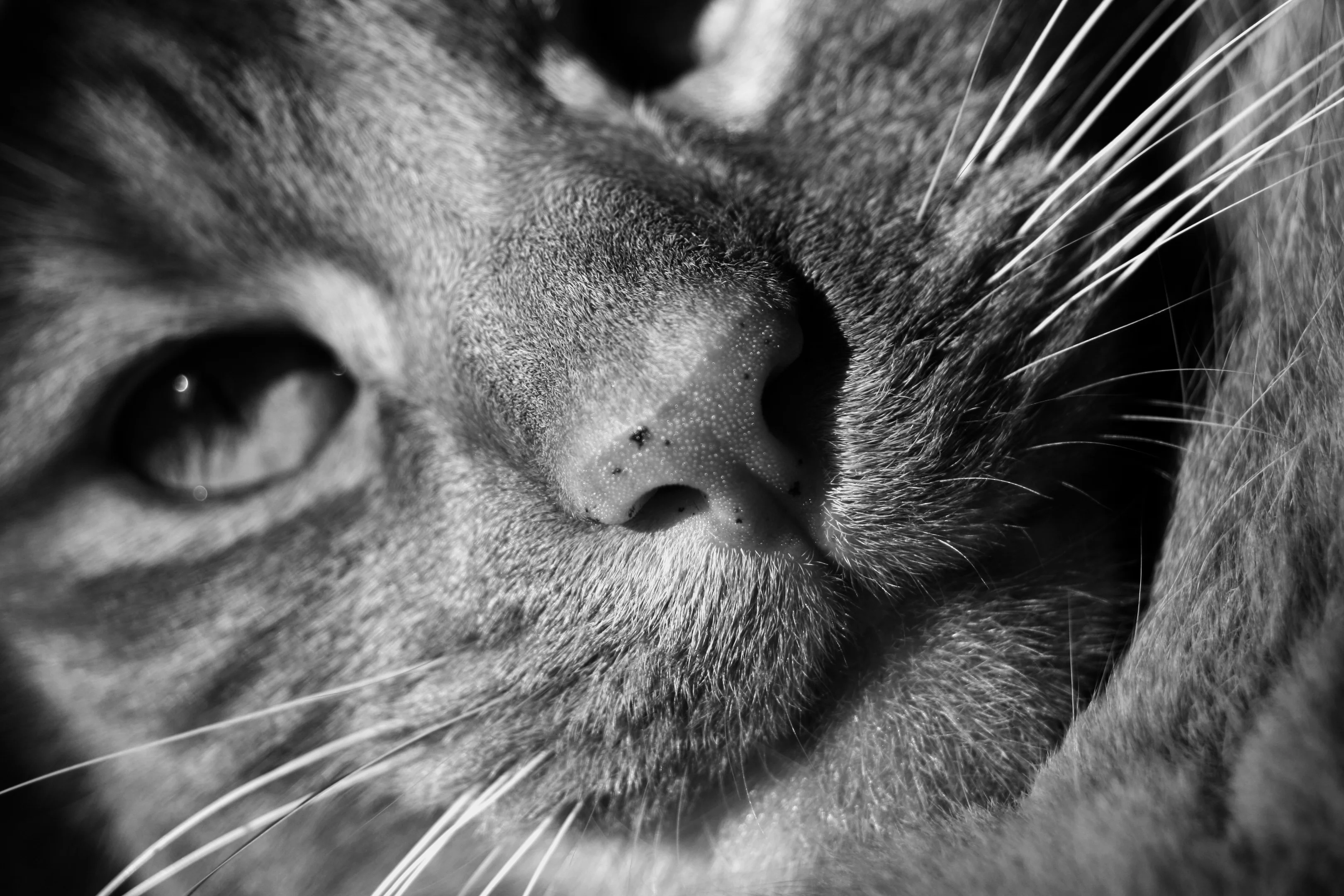 summer2009d.webp