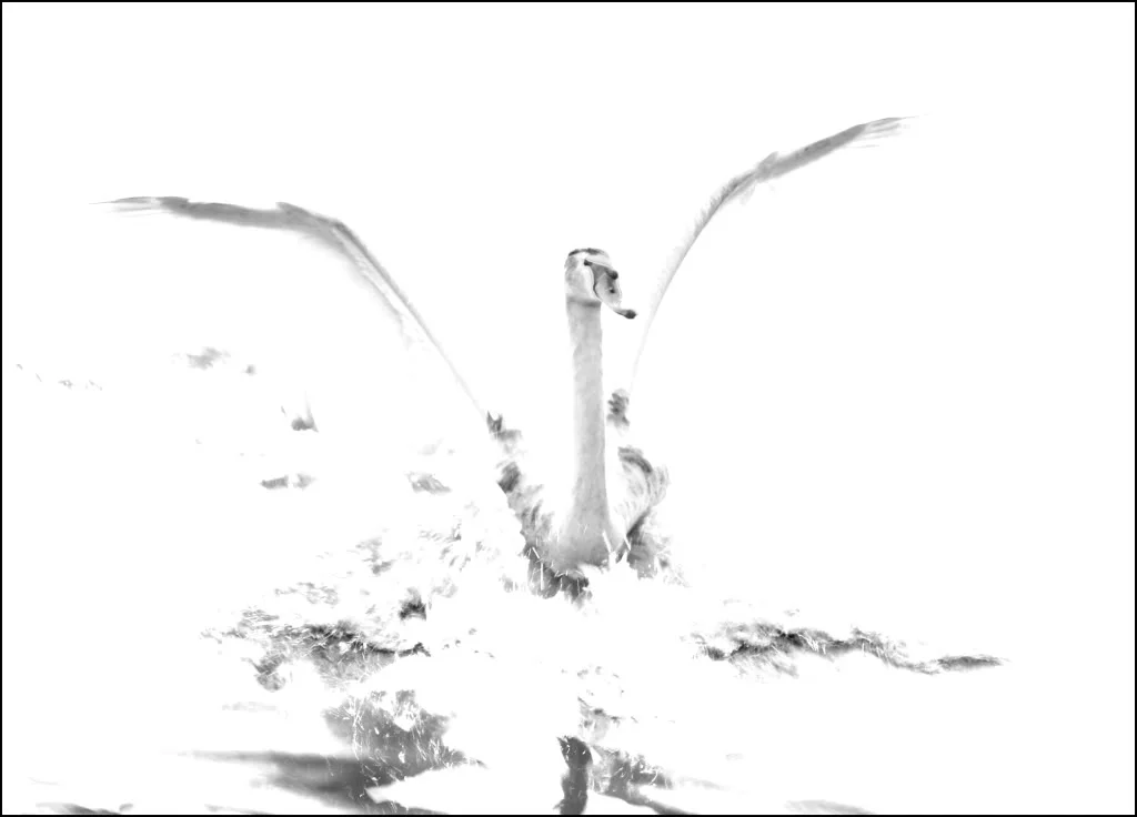 swan.webp