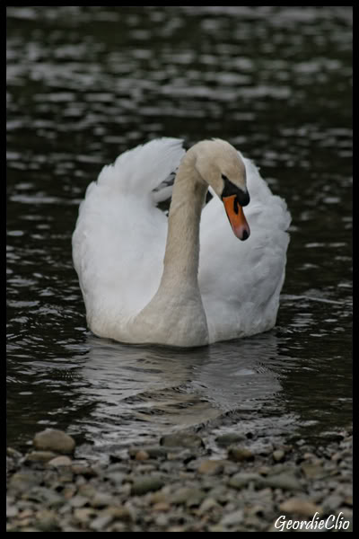 SwanPosing-1.jpg