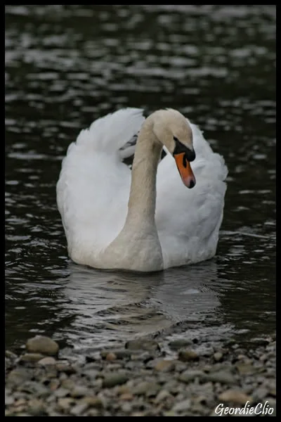 SwanPosing-1.webp