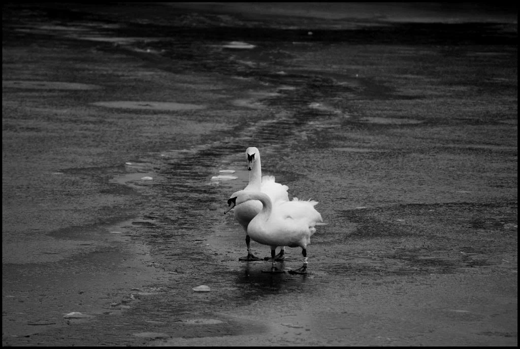 Swans.webp