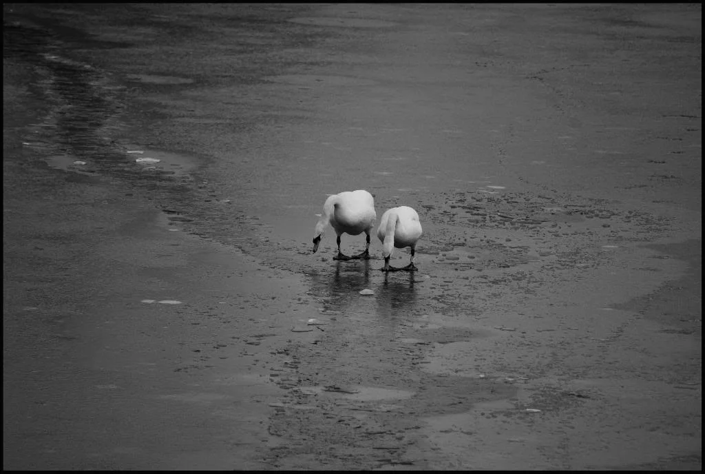 Swanspeering.webp