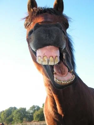 talking_horse_sized.webp