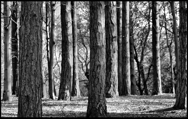 Talltrees.webp
